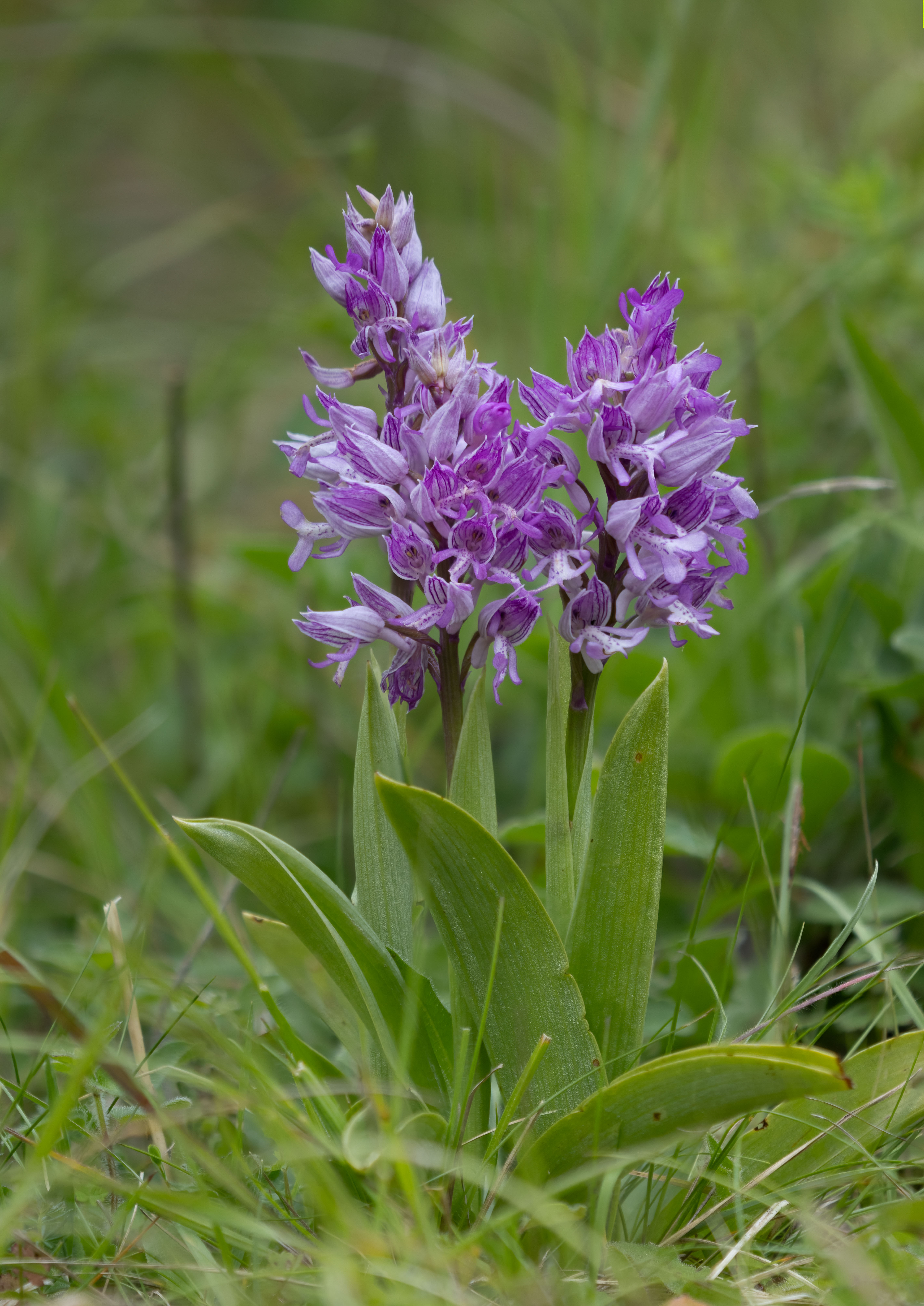 military-orchid-stack-1.jpg