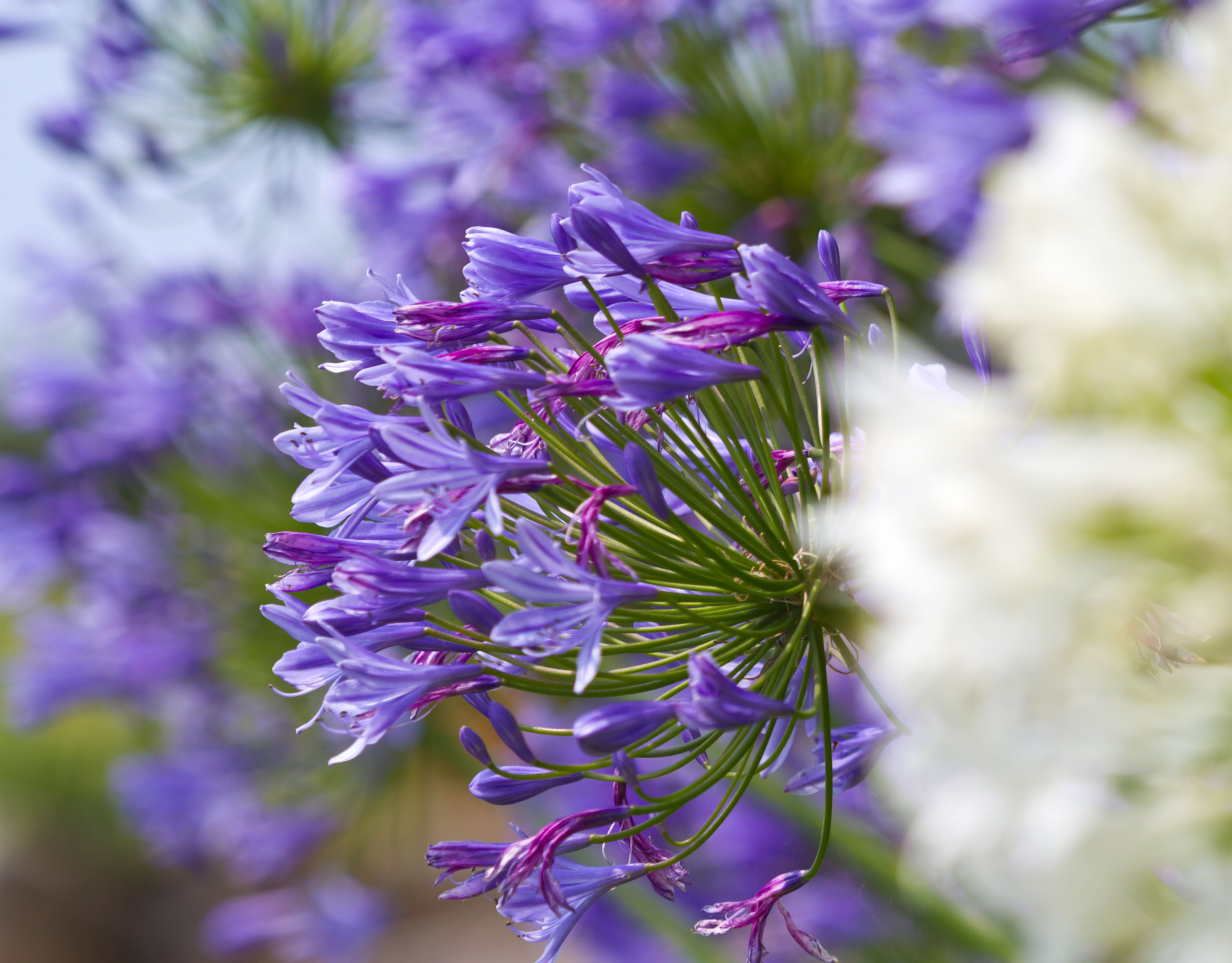 IMG_3354m2.jpg