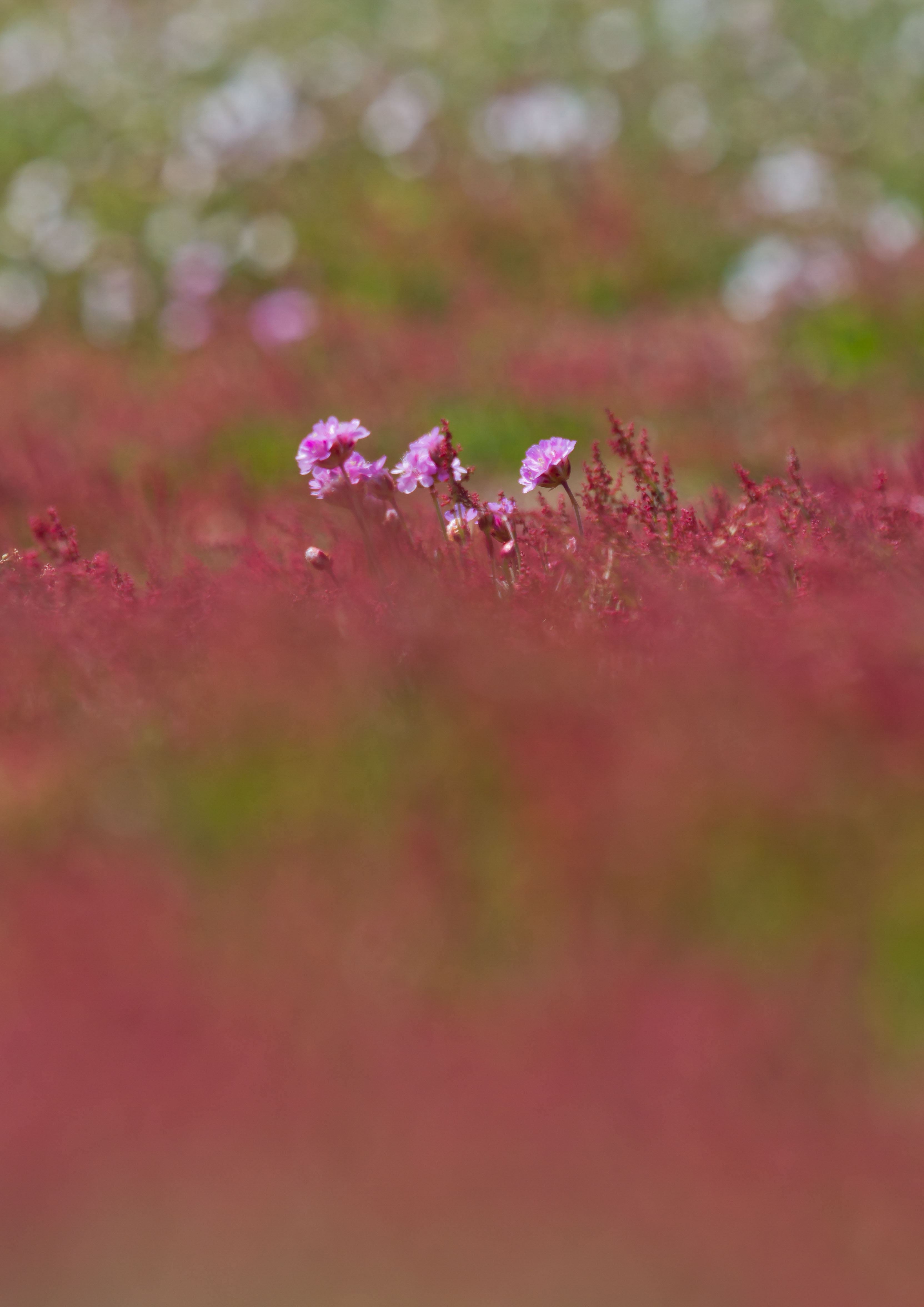 IMG_4411m1.jpg