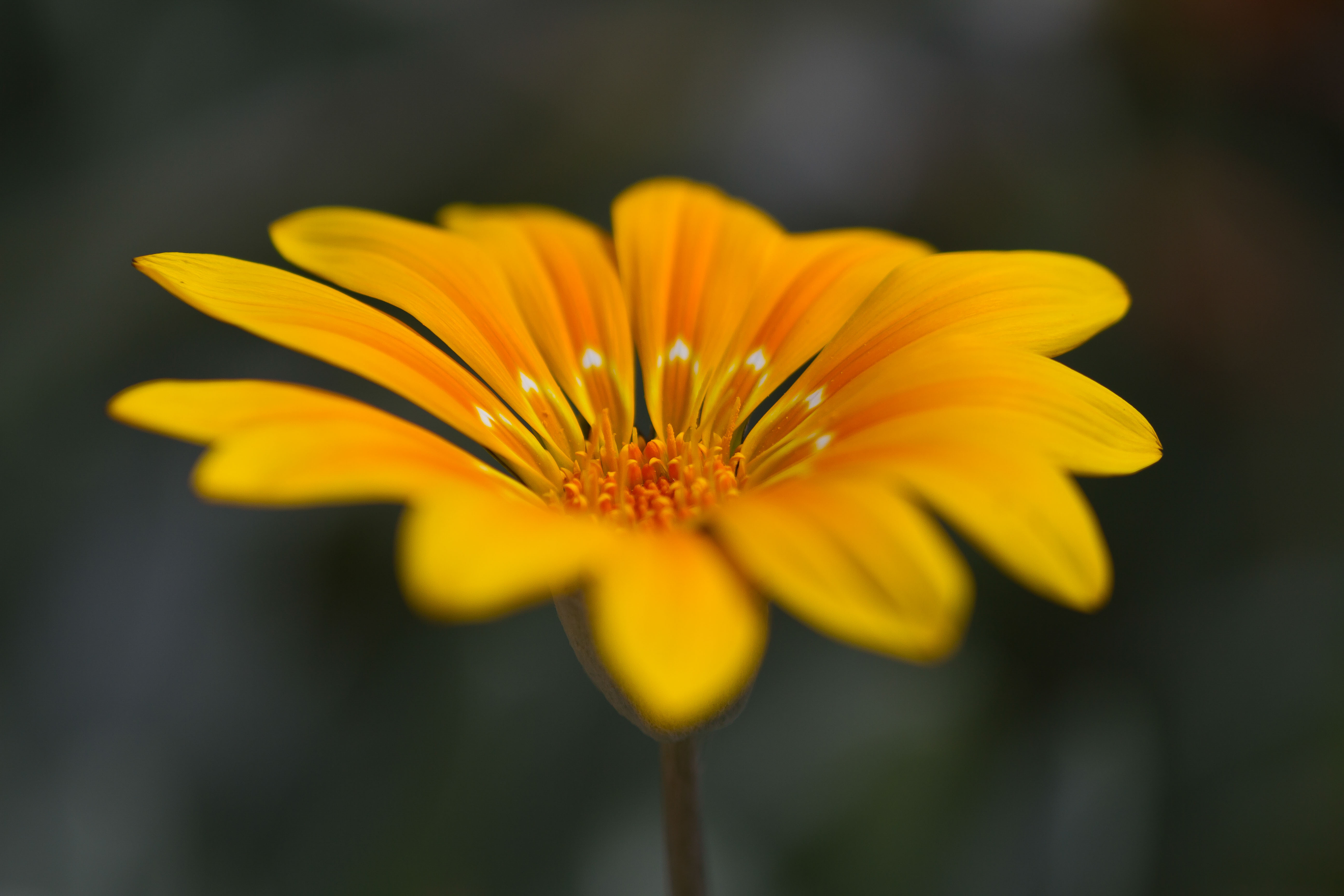 IMG_8845m1.jpg