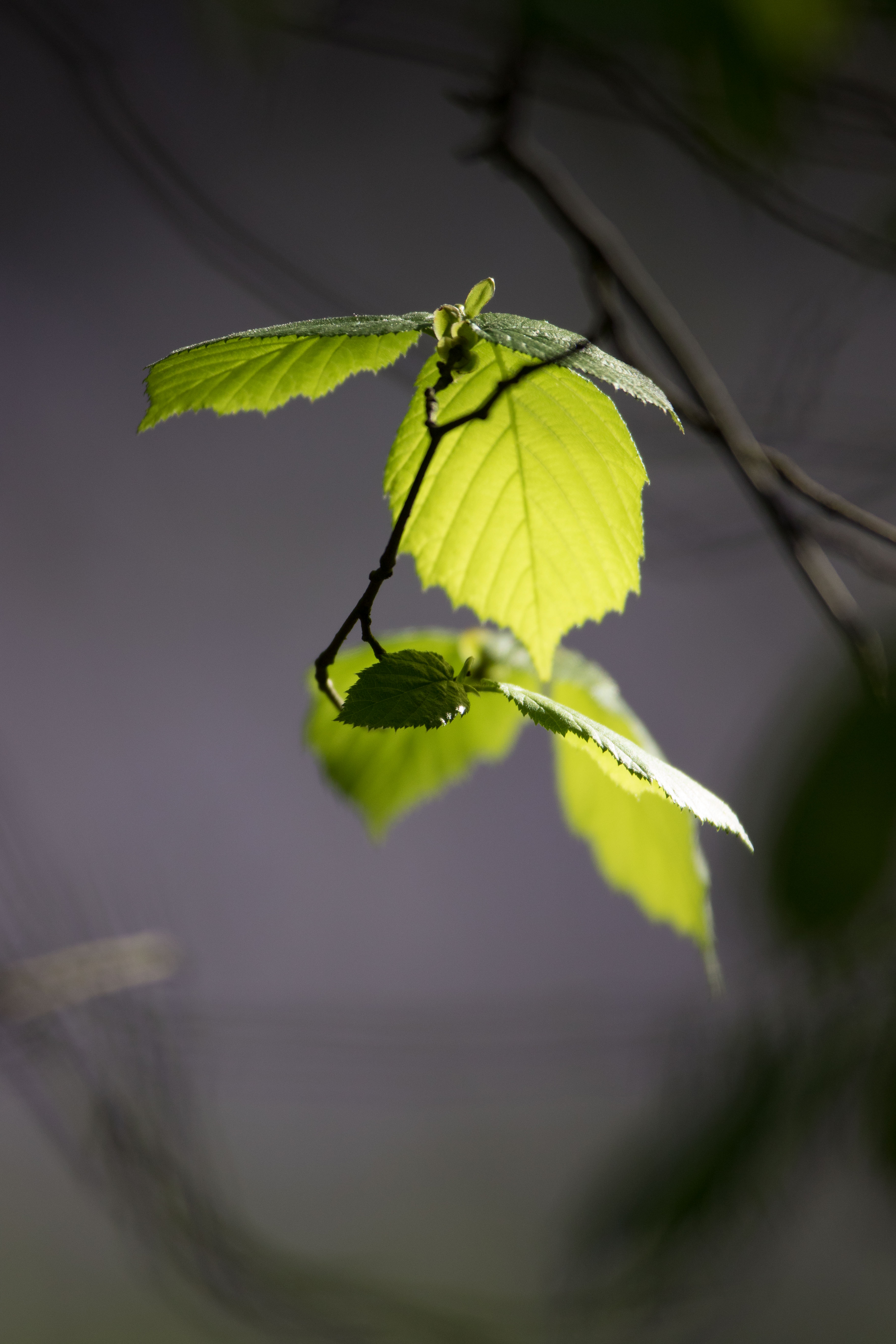 _W7A3768.jpg