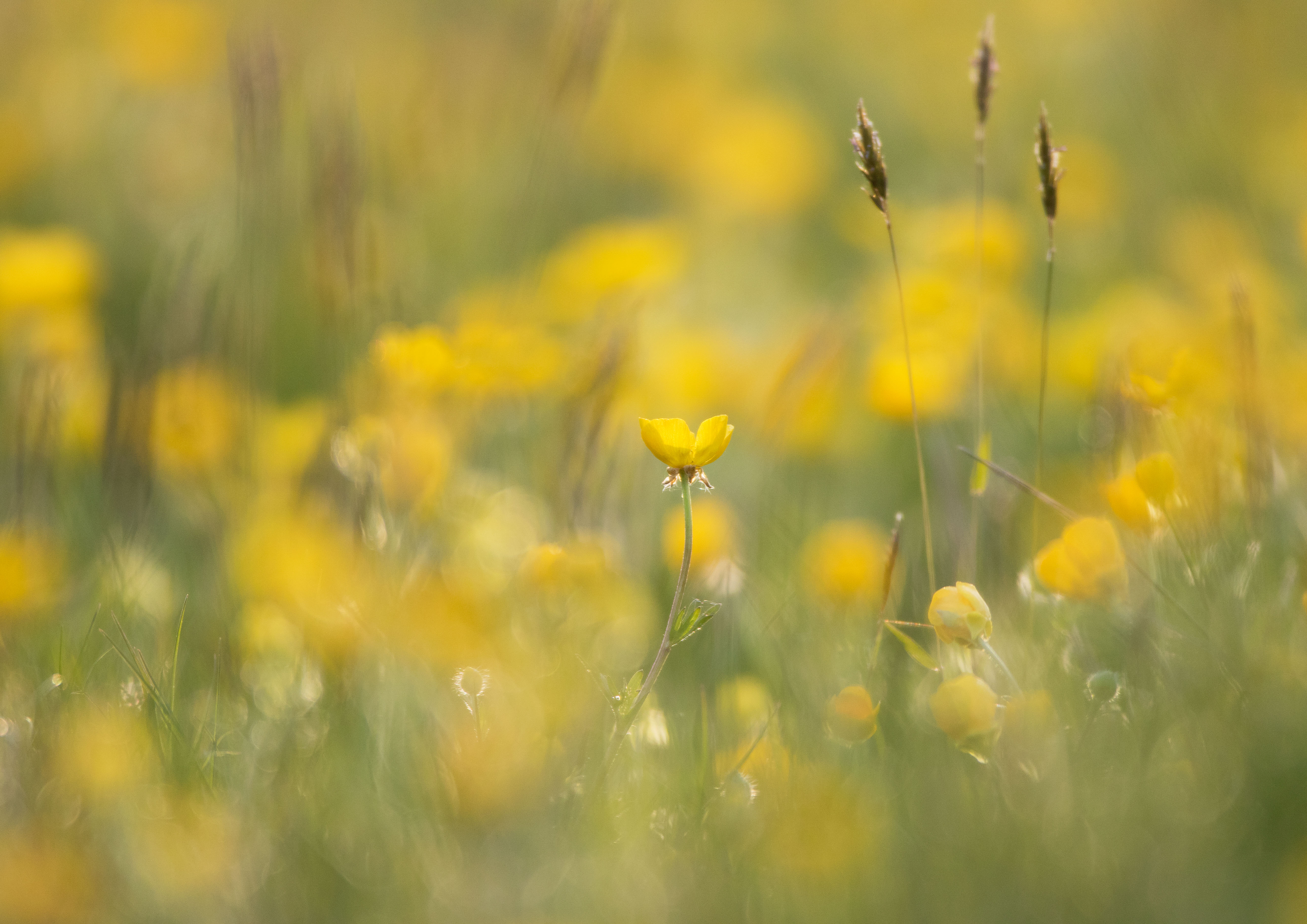 Other plants and flowers