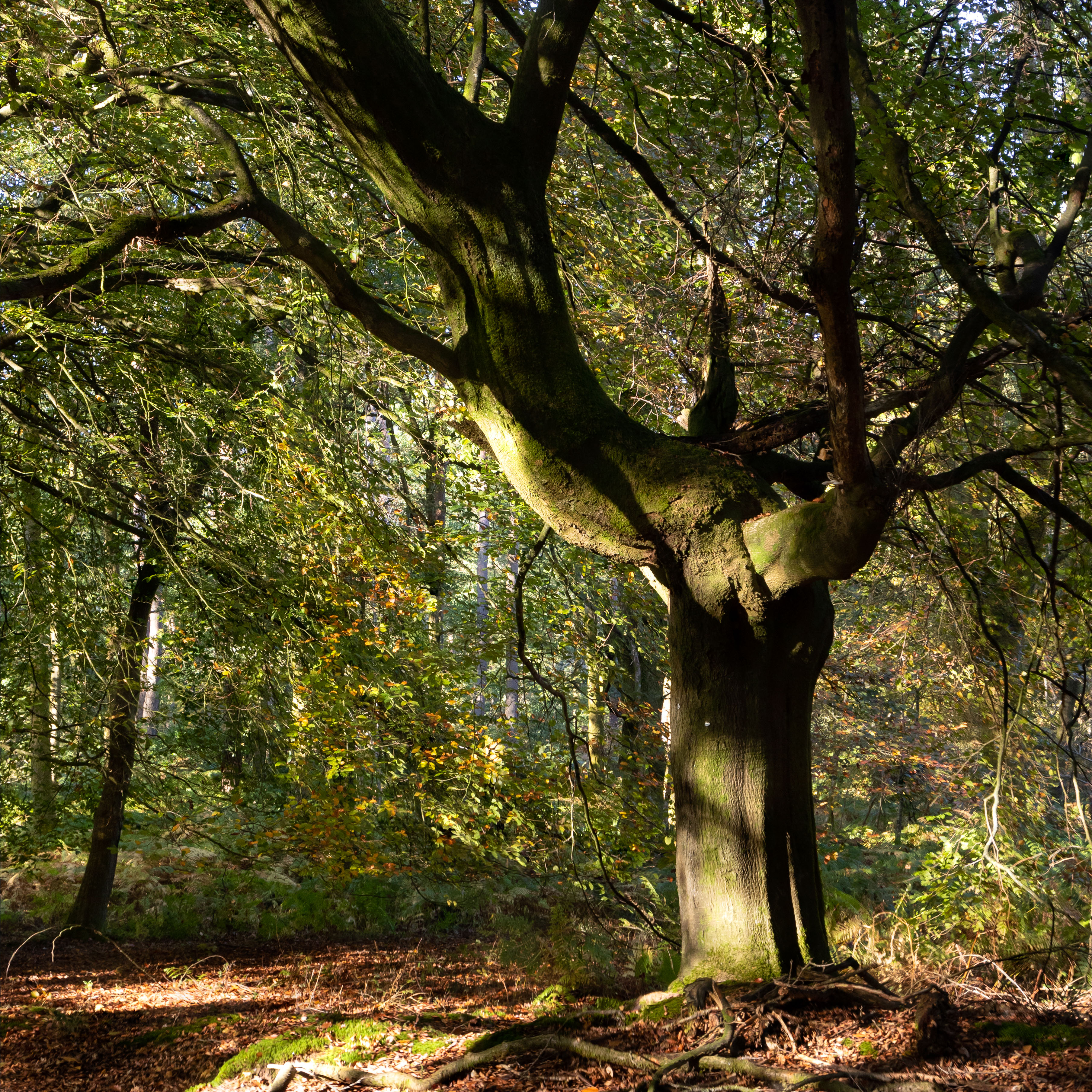 tree2jpg.jpg