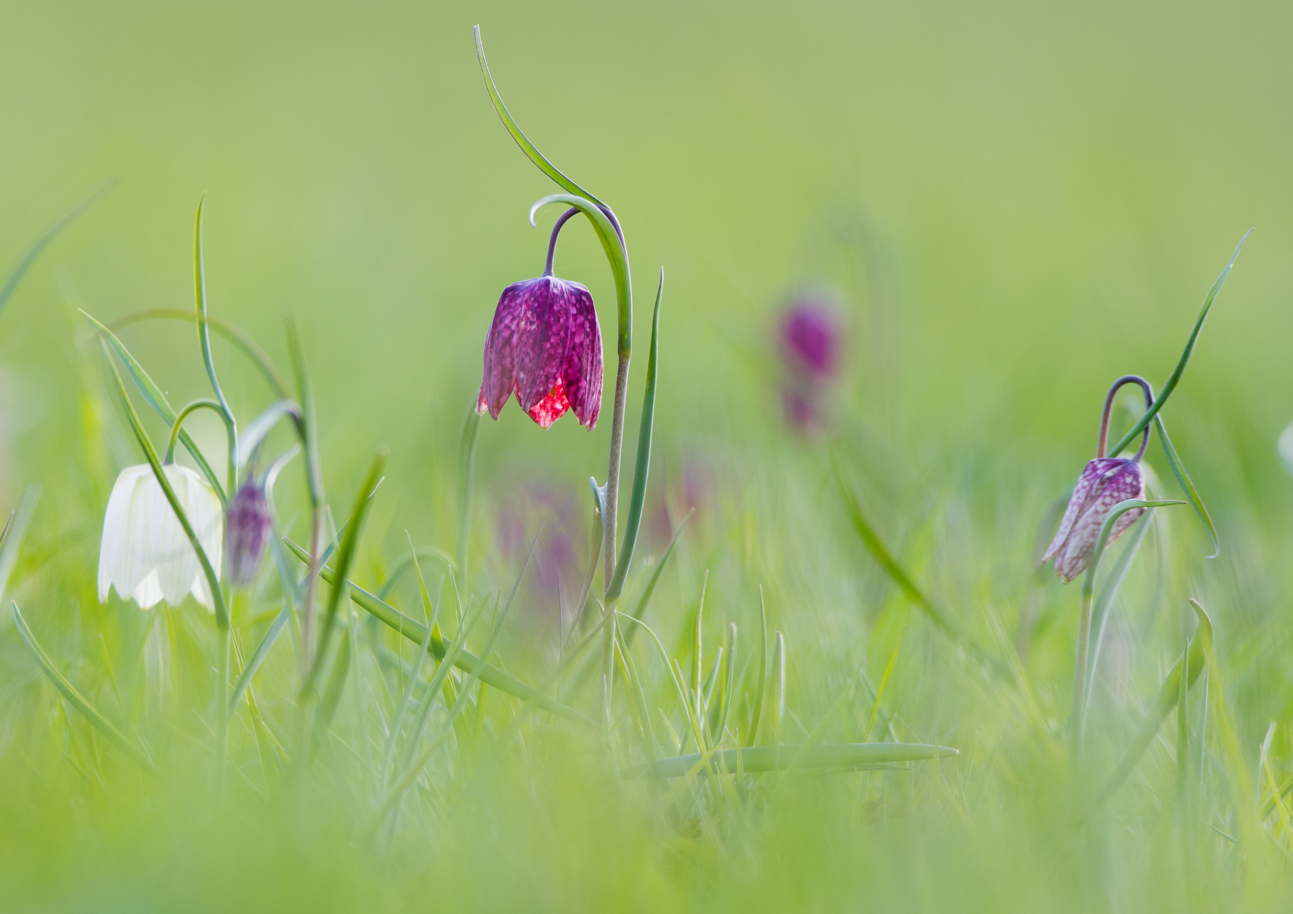 Snakes Head Fritillary