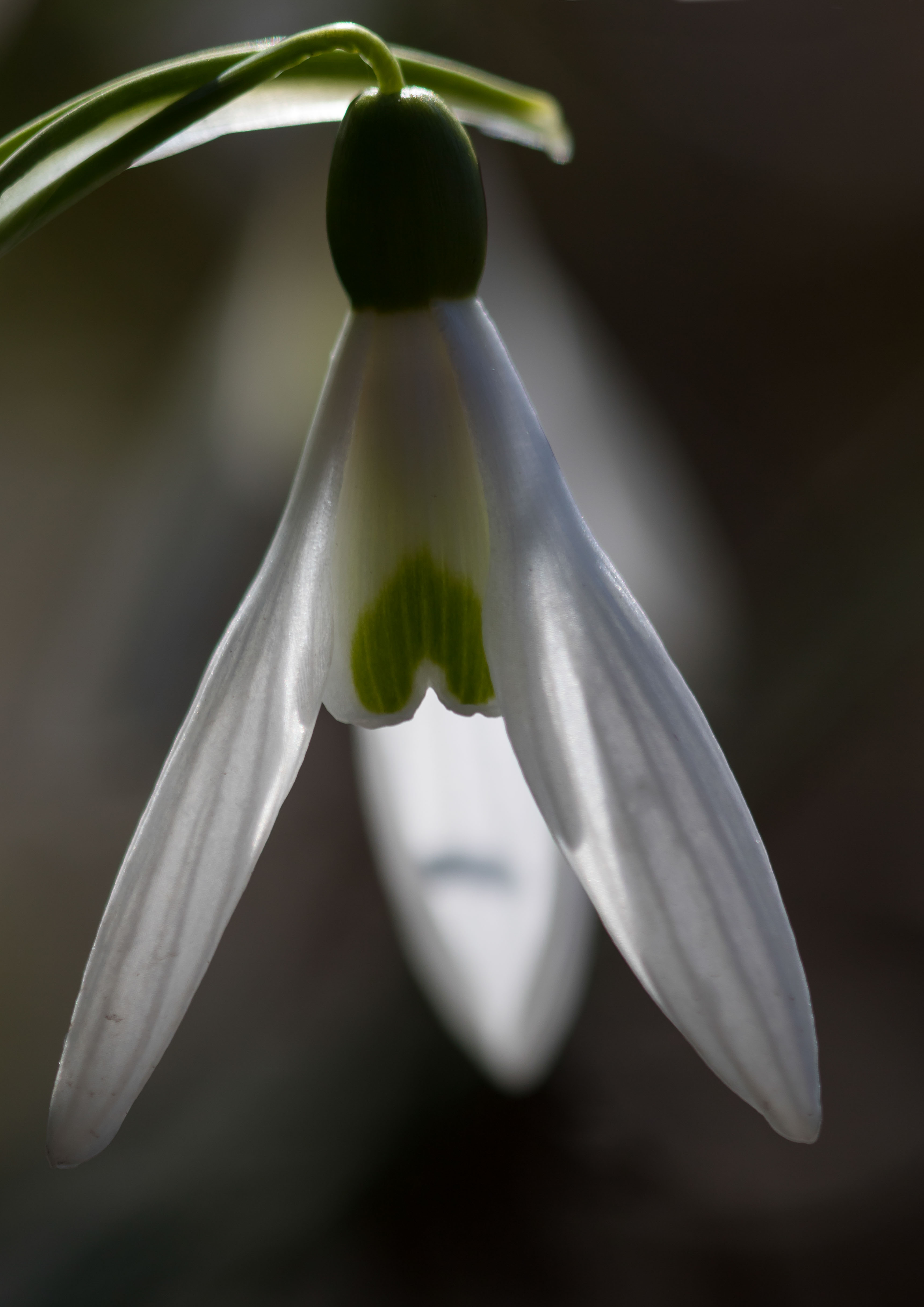 Snowdrops