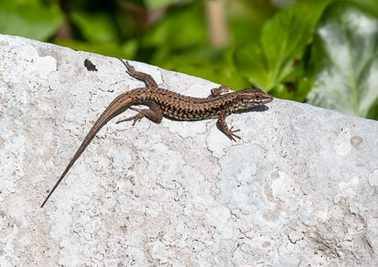 wall lizard _AM22706m1.jpg