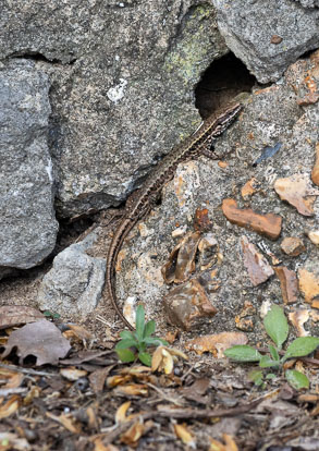 wall lizard _AM23821m1.jpg