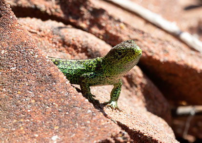 male sand lizard _AM23951m1.jpg