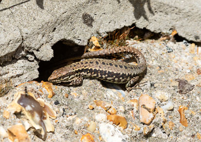 wall lizard _MG_6360m1jpg.jpg
