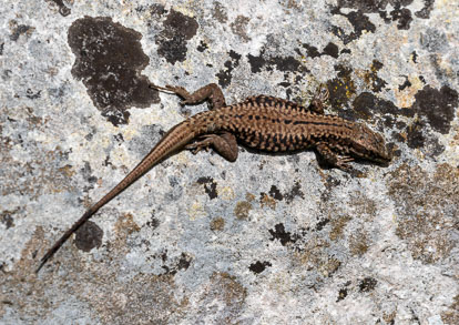 wall lizard _MG_6543m1.jpg