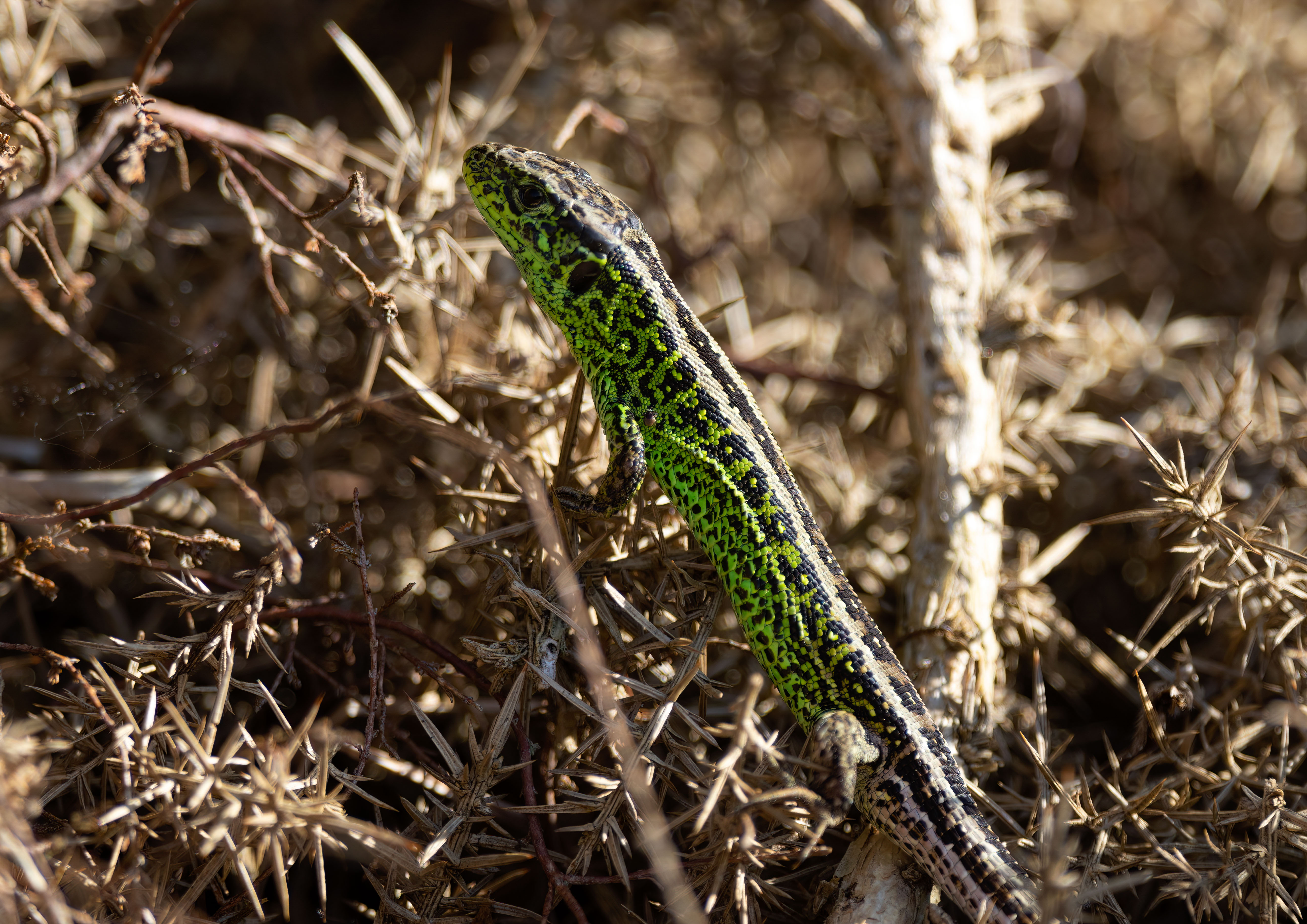 male sand lizard _MG_8279m1.jpg