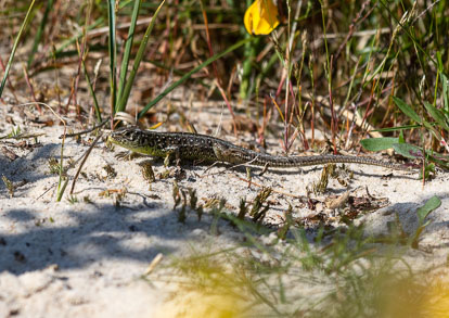 female sand lizard _MG_8406m1.jpg