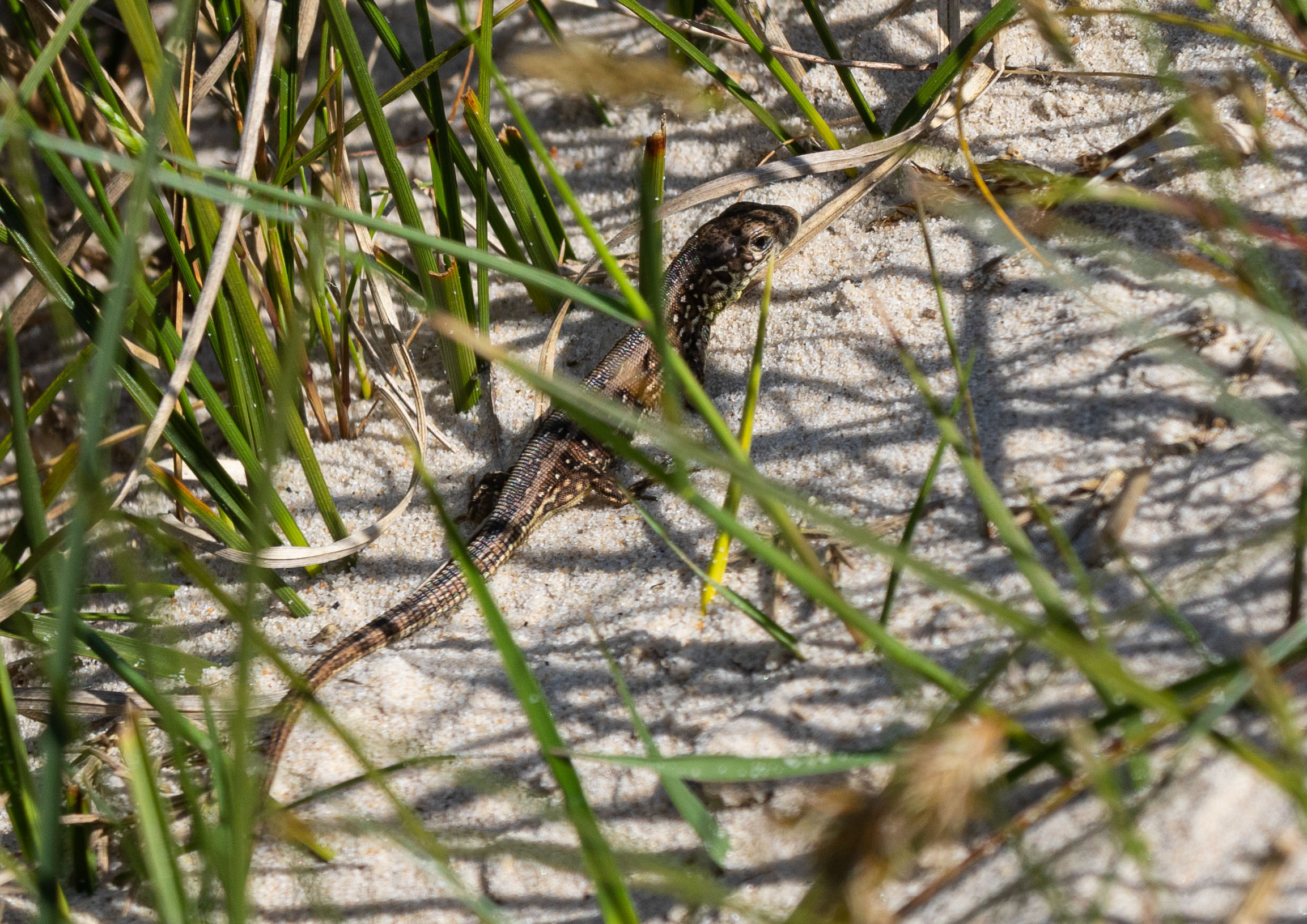 juvenile sand lizard _MG_8432m1.jpg