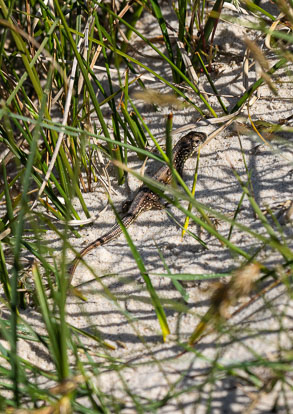 juvenile sand lizard _MG_8432m2.jpg