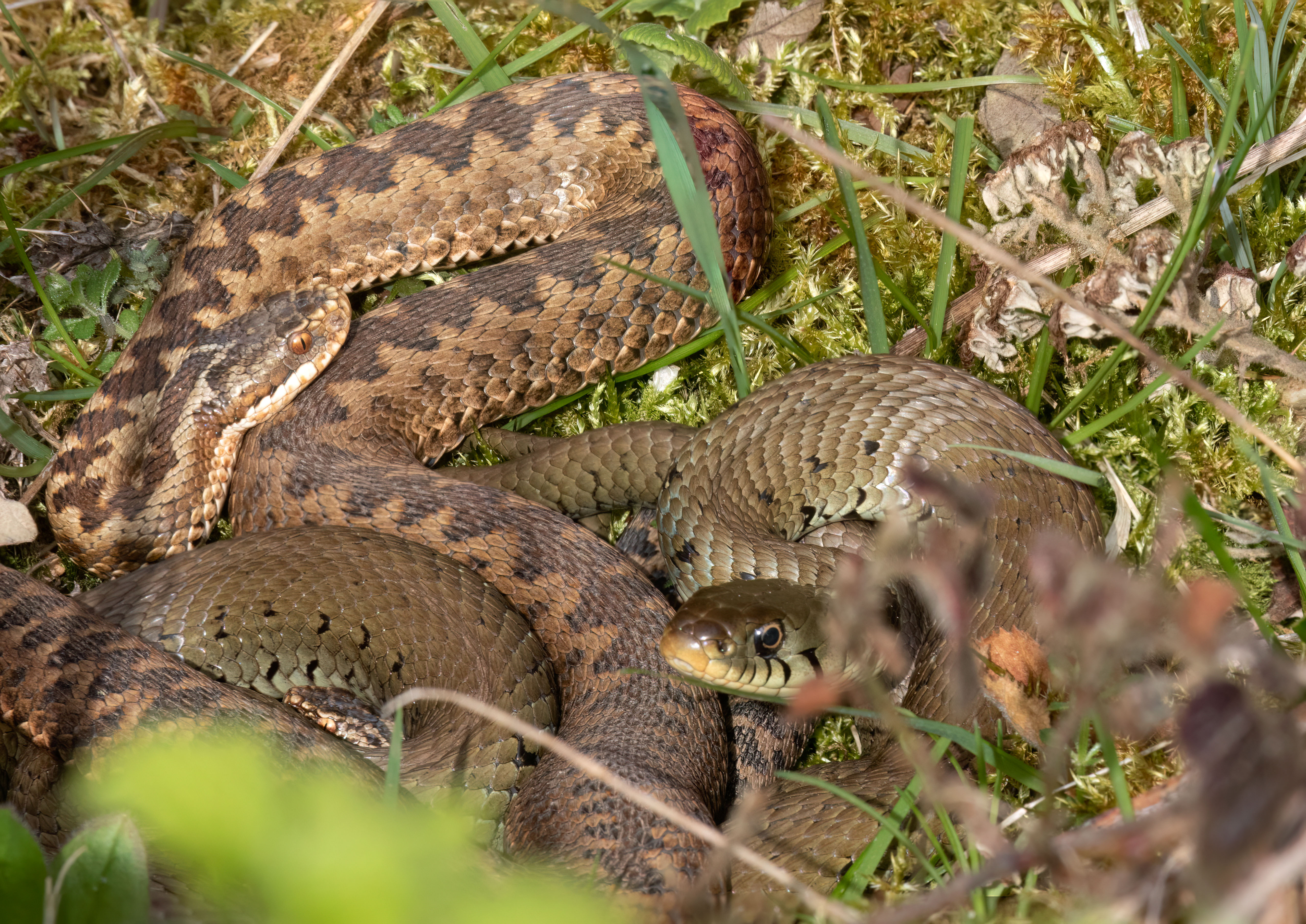 two adders and a grass snake Untitled-1.jpg