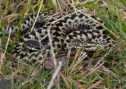 male and female adder Untitled-2.jpg