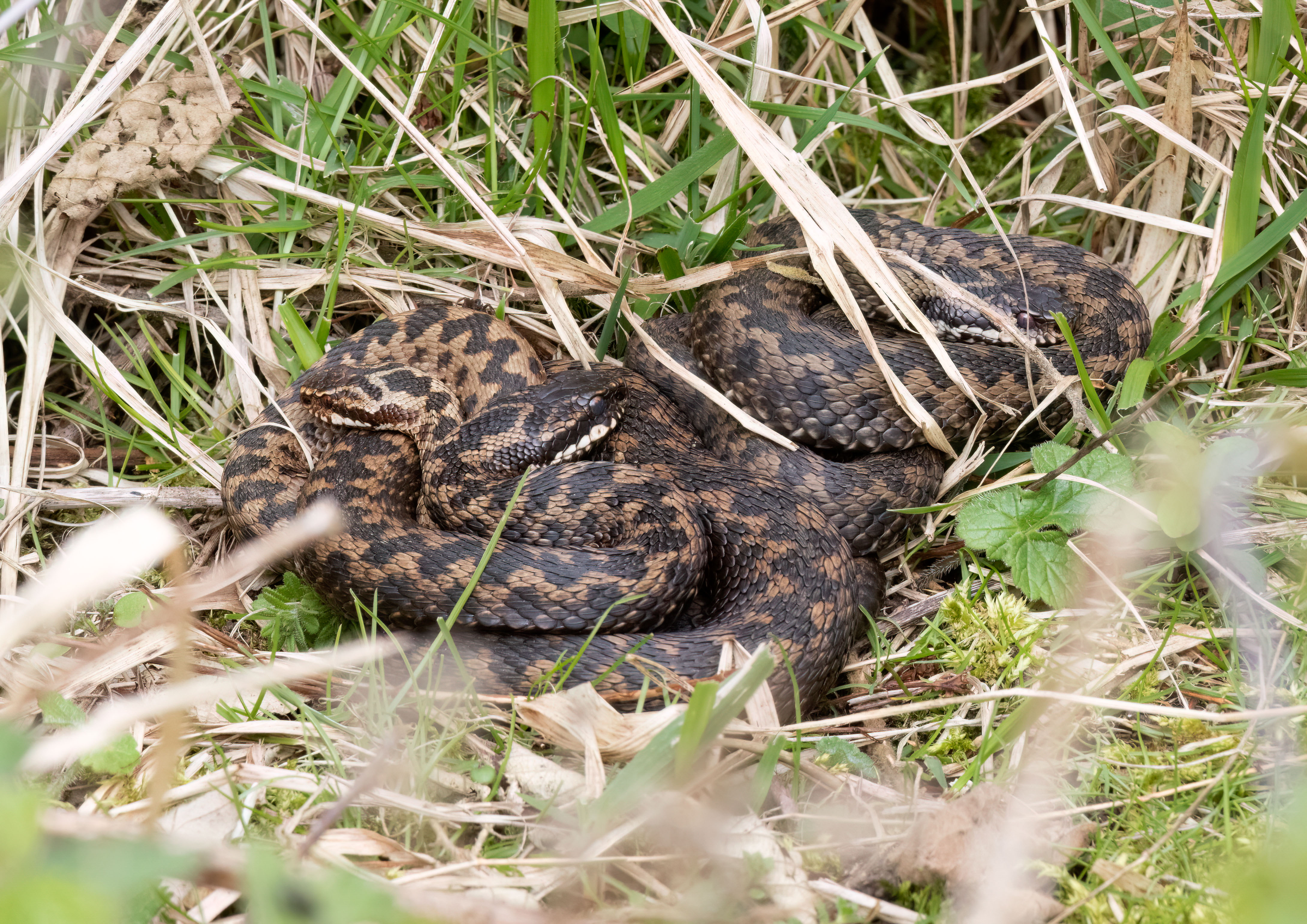 adders _AM20325m1.jpg