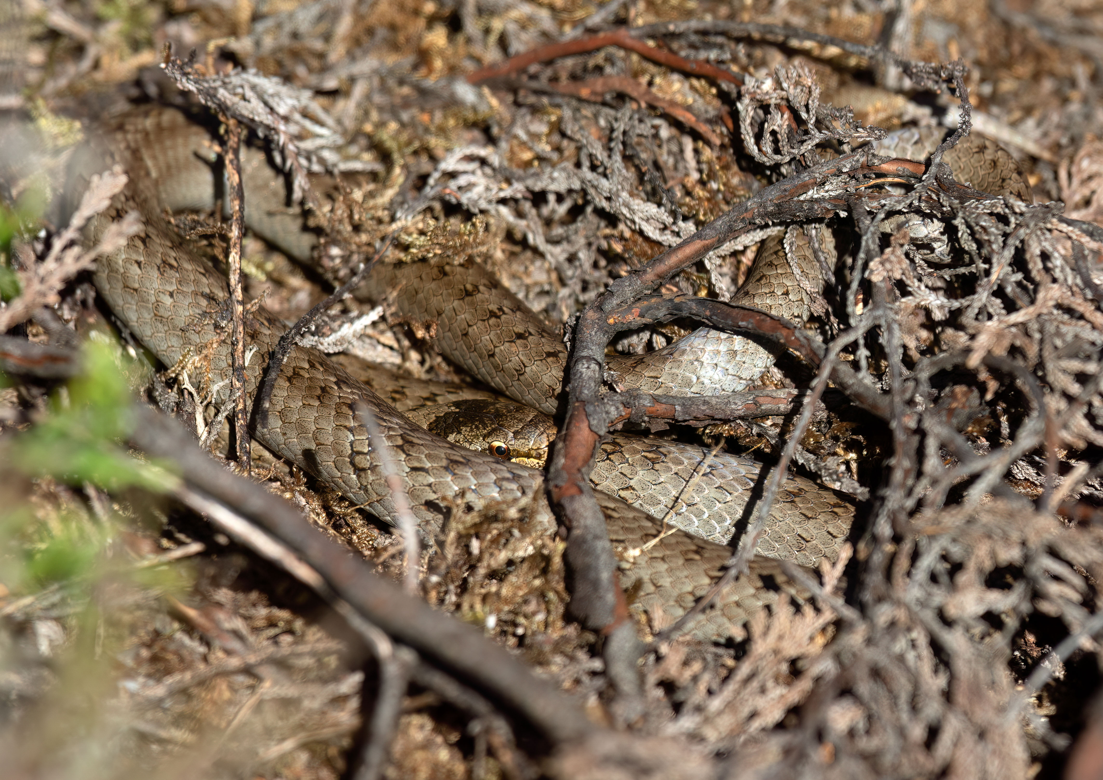 smooth snake _AM22276m1.jpg