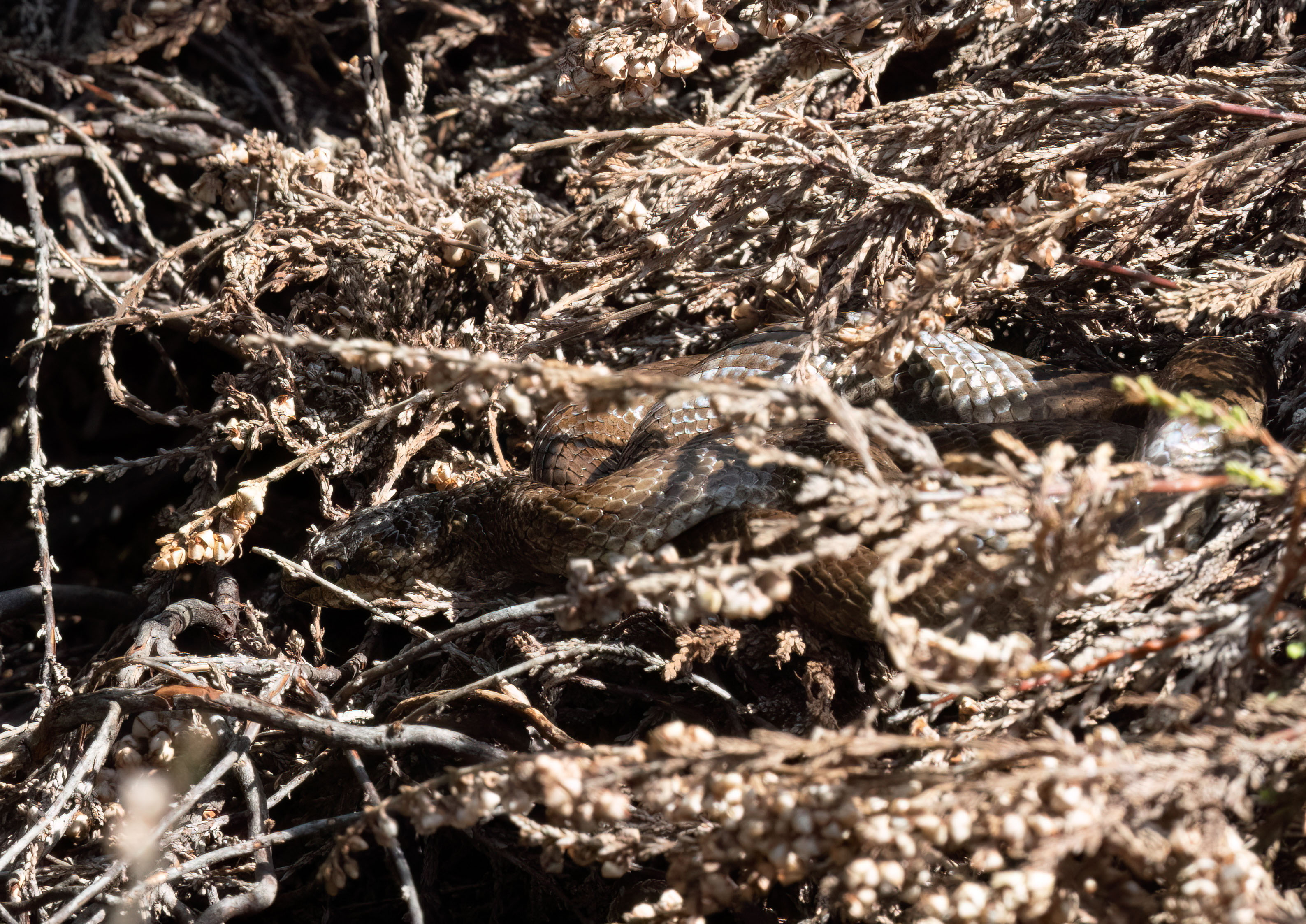 smooth snake _AM22324m1.jpg