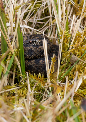female adder _AM22427m1.jpg