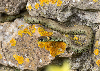 male grass snake _AM22853m1.jpg
