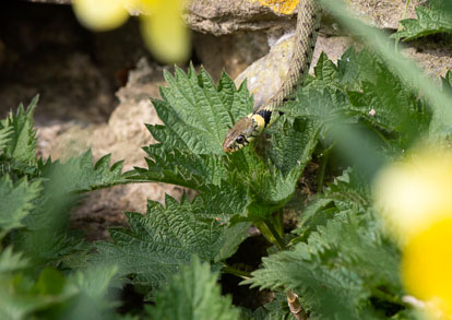 male grass snake _AM22855m1.jpg