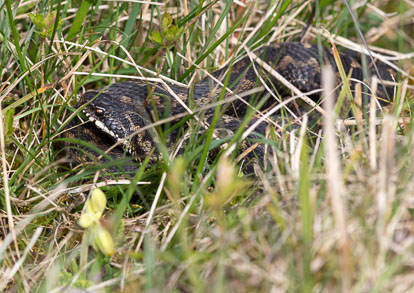 Female adder _AM23451m1.jpg