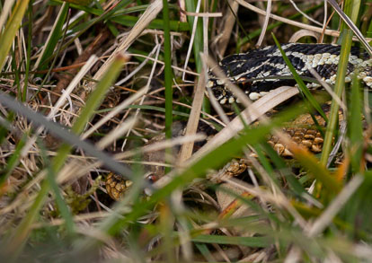 male adder guarding female _AM23496m1.jpg