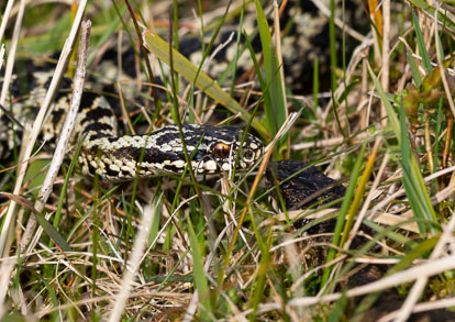 male and female adder meeting _AM23568m1.jpg