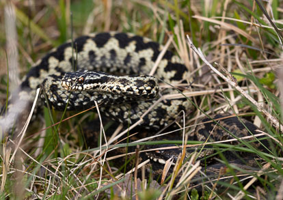 male and female adder meeting _AM23661m1.jpg