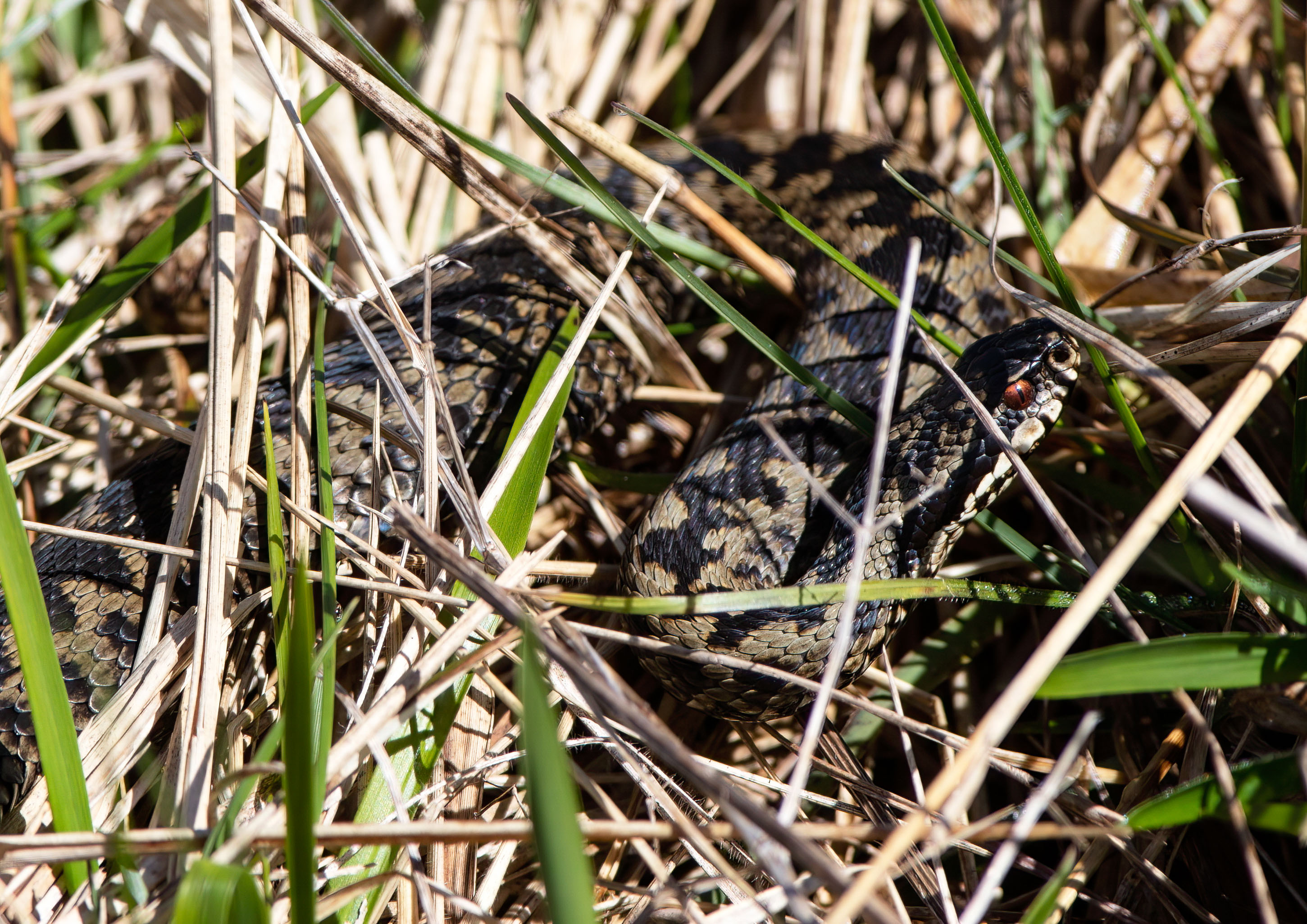 adder _AM27271m1.jpg