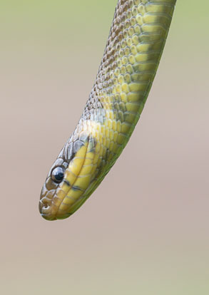 Aesculapian snake _MG_4214m1.jpg