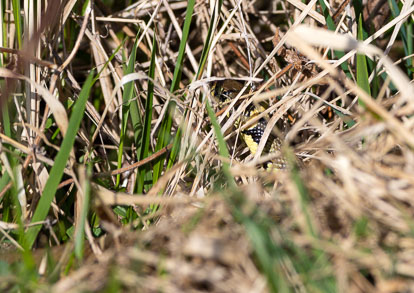 snake in the grass _MG_7247m1.jpg