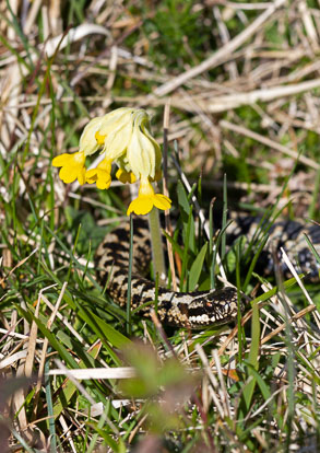 male adder _MG_7716m1.jpg