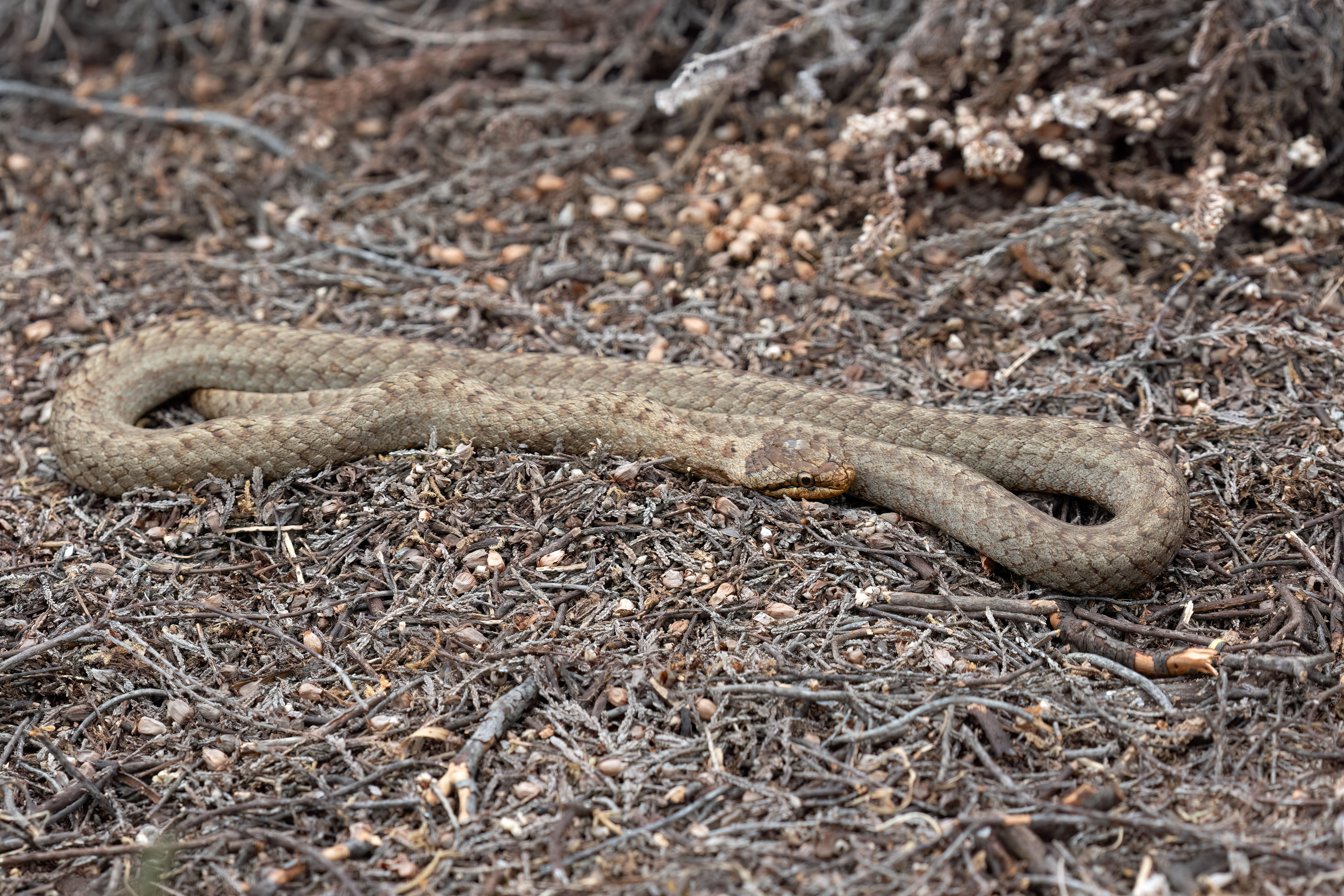 smooth snake _MG_7780m1.jpg