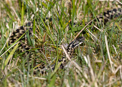 Barbara's adder _MG_7792m1.jpg