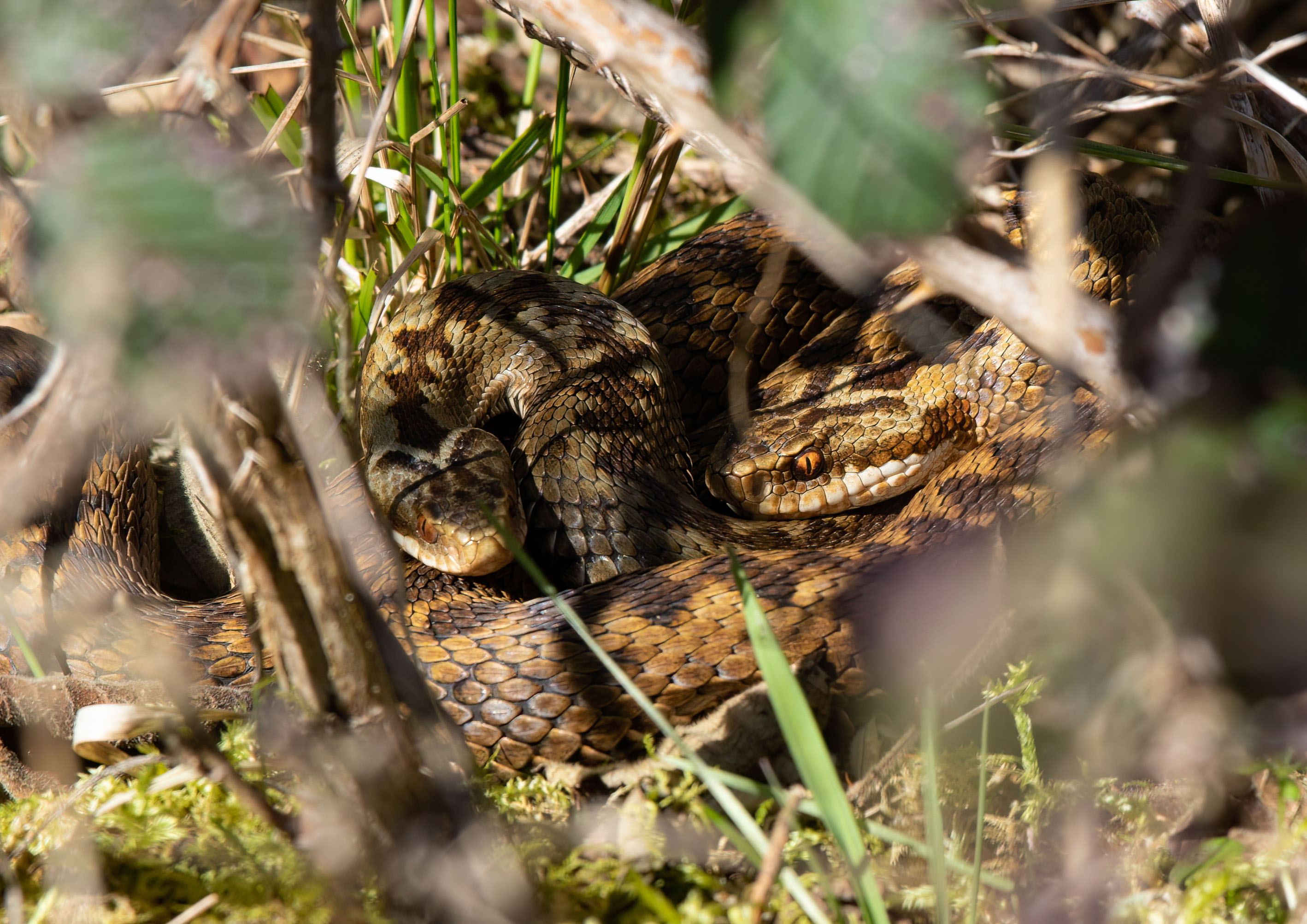 female adders _MG_8086m1.jpg