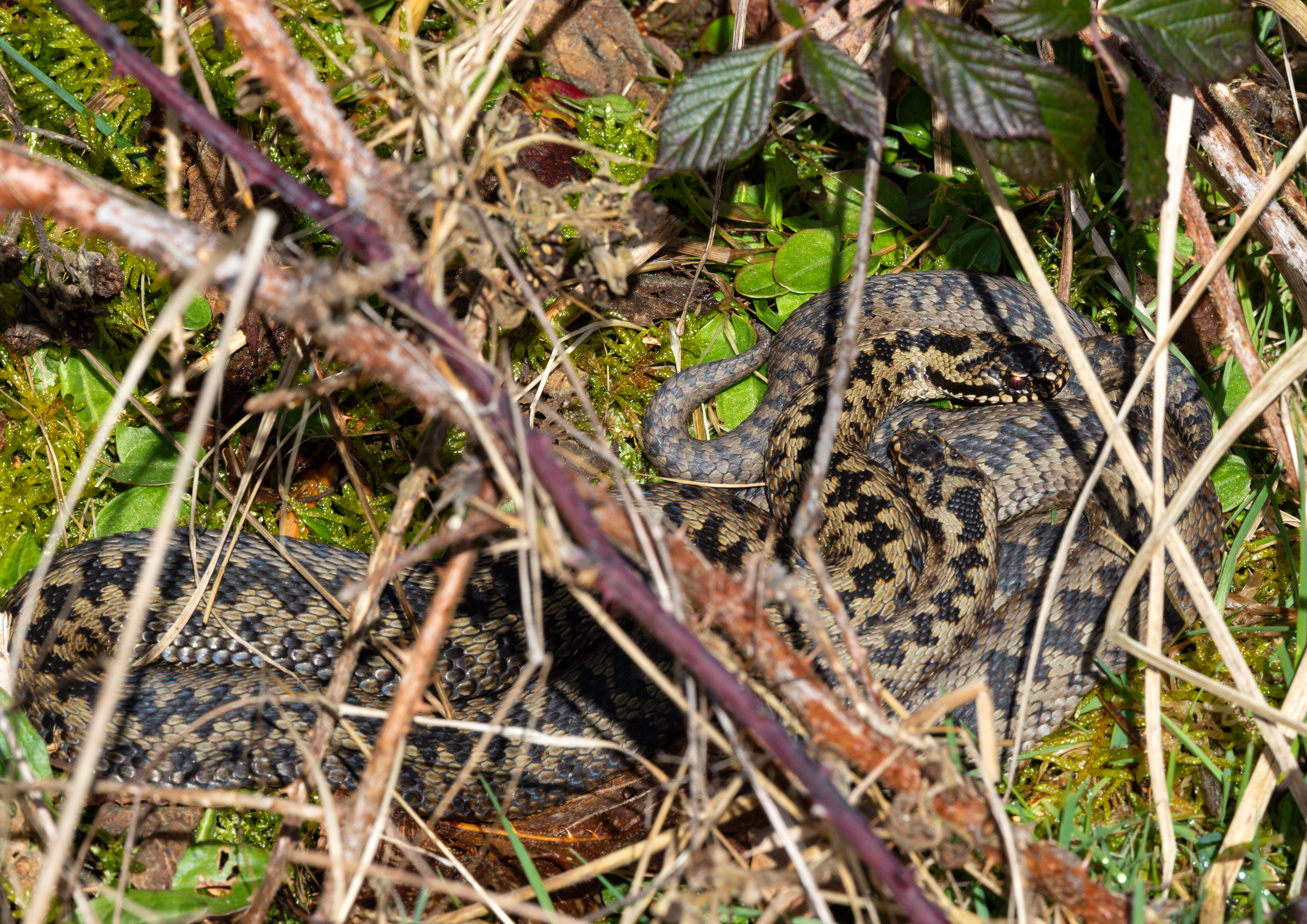 Male Adders _MG_8795m1.jpg
