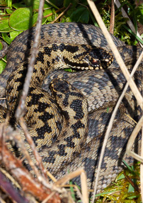 Male Adders _MG_8795m2.jpg