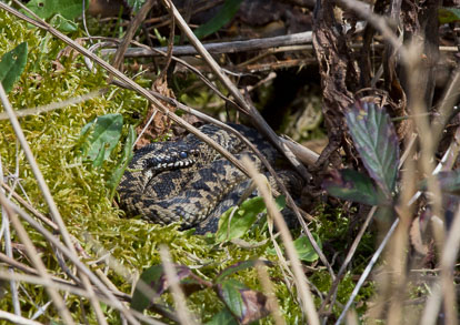 Male Adder, Forest of Dean _Y1A7692m1.jpg