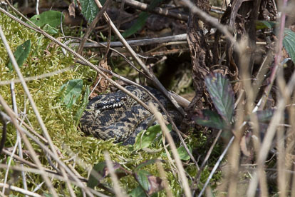 Male Adder, Forest of Dean _Y1A7698.jpg