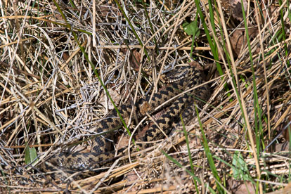 Male Adder, Forest of Dean _Y1A7787m1.jpg