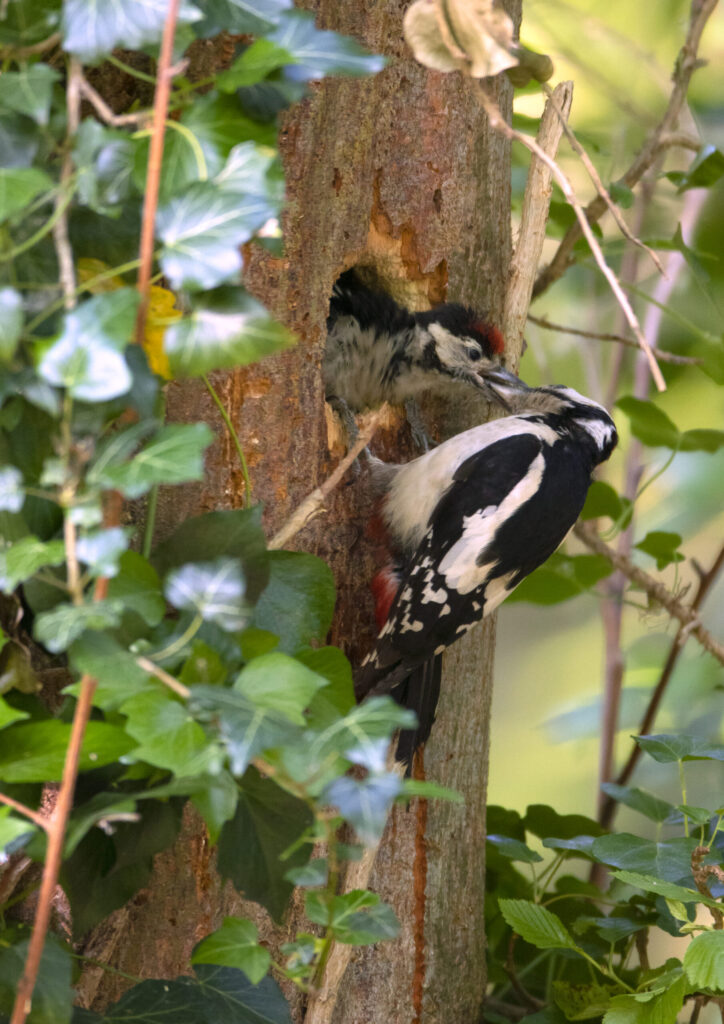 great spotted woodpecker feeding chick