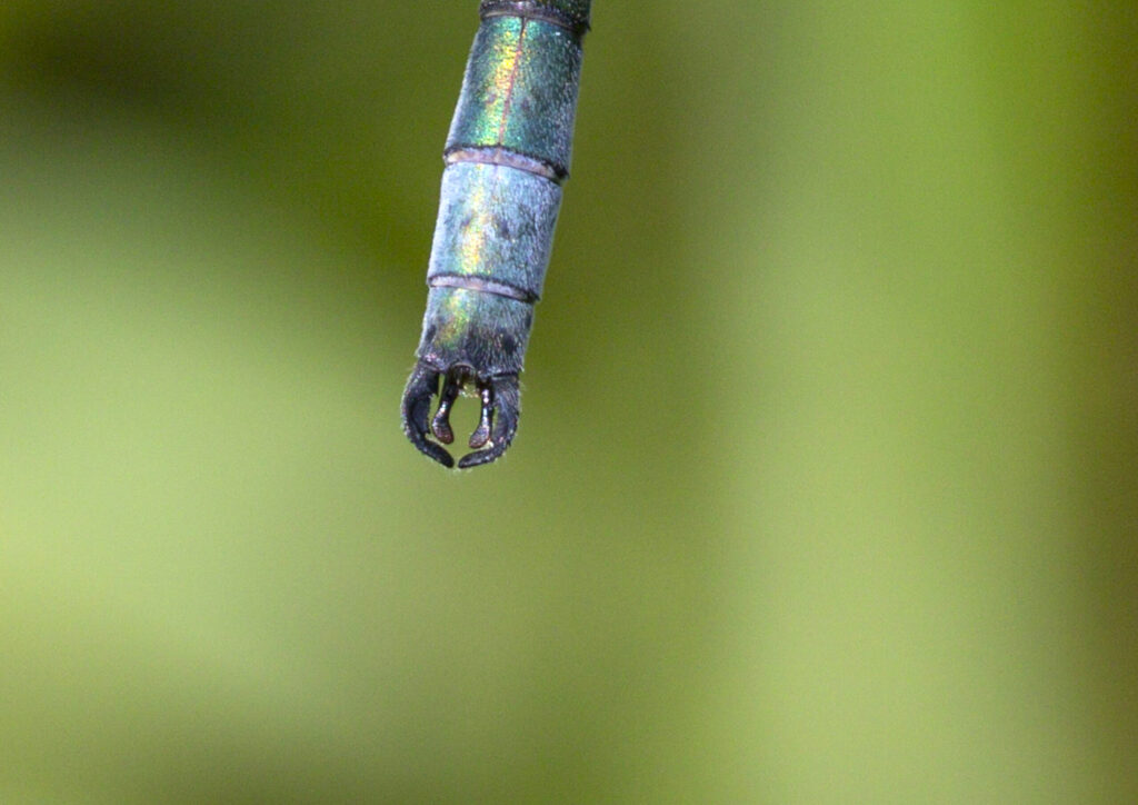 anal appendages of the scarce emerald damselfly