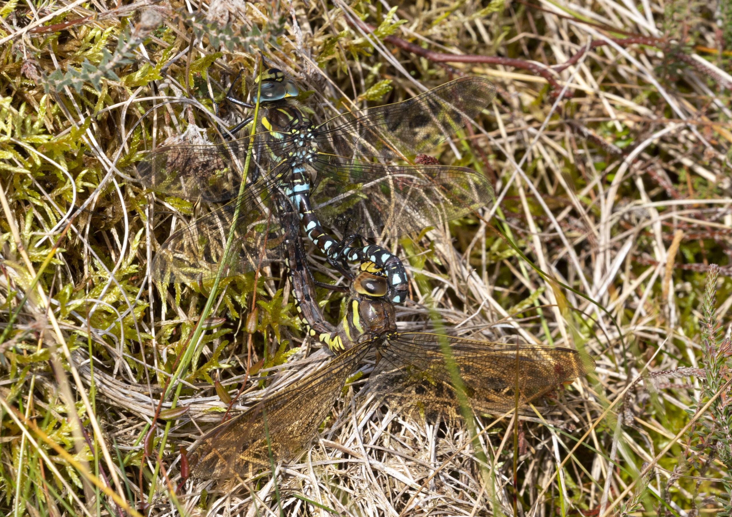 common hawkers mating