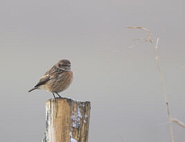 The God of small things