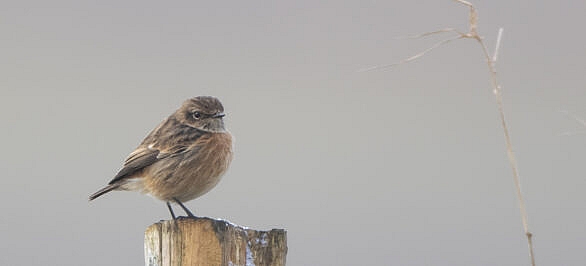 Stonechat