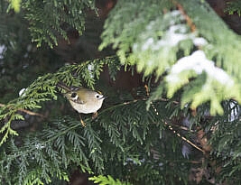 When it comes to nature versus nurture, I’m voting nature