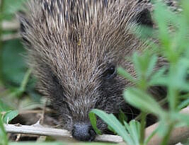 Armchair conservation