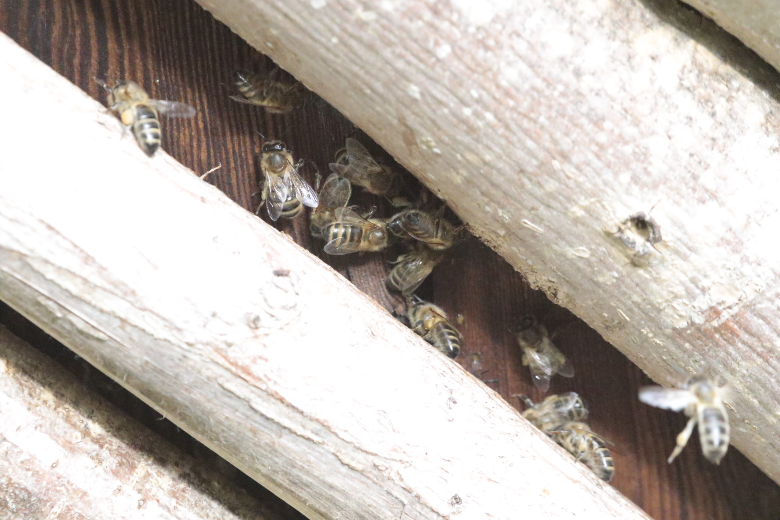 wild bee hive in cabin walls